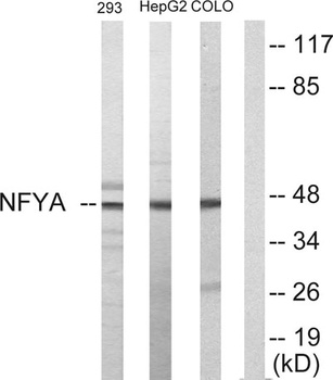 NF-YA antibody