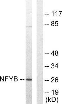 NF-YB antibody