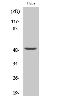 NF-YC rabbit pAb