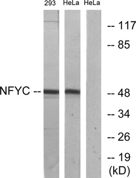 NF-YC rabbit pAb