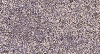 NF-YC rabbit pAb
