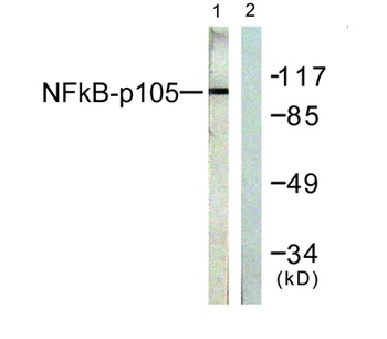 NF kappa B-p105 antibody