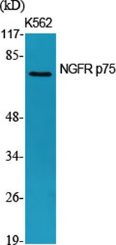 NGFR p75 rabbit pAb