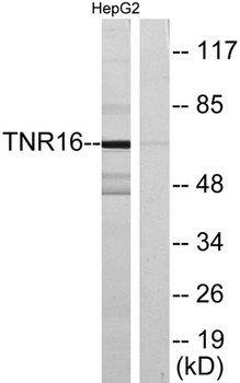 NGFR p75 rabbit pAb