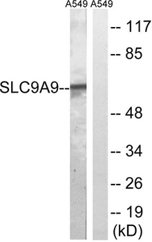 NHE-9 rabbit pAb