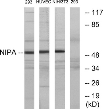 NIPA antibody