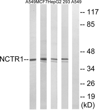 NKp46 rabbit pAb
