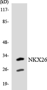 Nkx-2.6 rabbit pAb