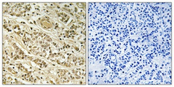 NOL10 antibody