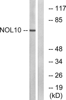 NOL10 rabbit pAb
