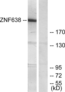 NP220 antibody