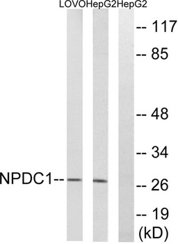 NPDC-1 antibody