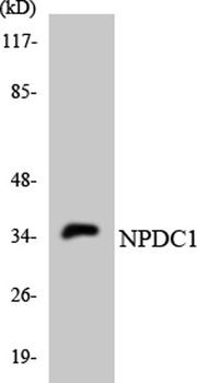 NPDC-1 rabbit pAb