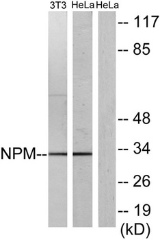 NPM antibody