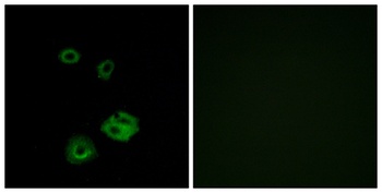 NPY2-R antibody