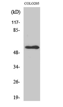 NPY5-R antibody