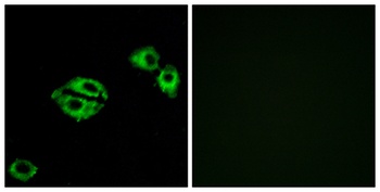 NPY5-R antibody