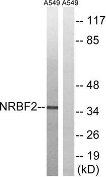 NRBF-2 rabbit pAb