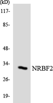 NRBF-2 rabbit pAb