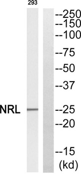 Nrl rabbit pAb