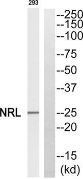 Nrl antibody