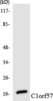 NTPase rabbit pAb Antibody