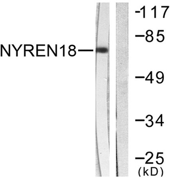 NUB1 rabbit pAb