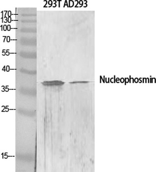 Nucleophosmin rabbit pAb