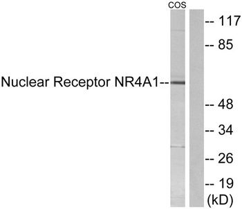 Nur77 antibody