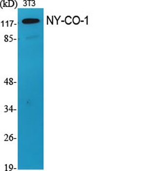 NY-CO-1 rabbit pAb