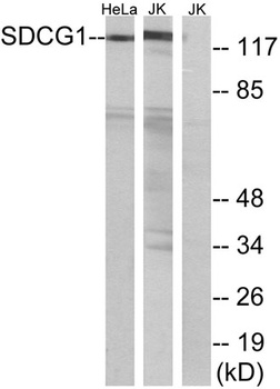 NY-CO-1 antibody