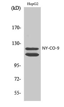 NY-CO-9 rabbit pAb