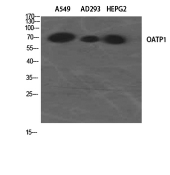OATP1 antibody