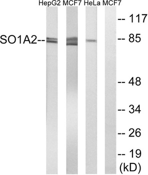 OATP1 antibody