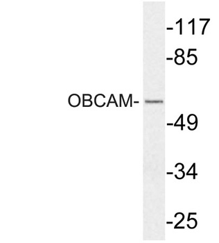 OBCAM rabbit pAb
