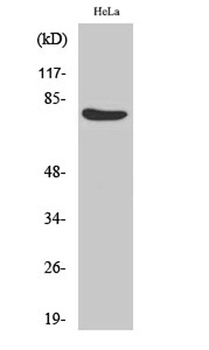OTF1 antibody