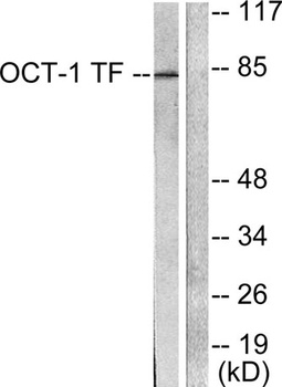 Oct-1 rabbit pAb