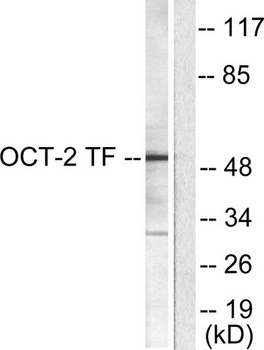 Oct-2 rabbit pAb