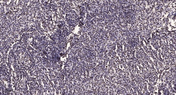 OTF2 antibody