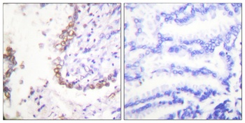 Oct-3/4 antibody