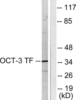 Oct-3/4 antibody