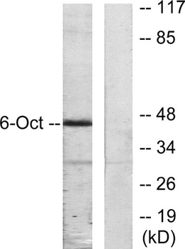 Oct-6 rabbit pAb
