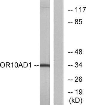 Olfactory receptor 10AD1 antibody