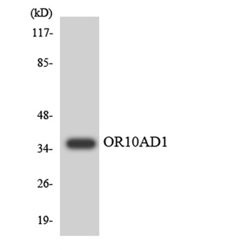 Olfactory receptor 10AD1 rabbit pAb