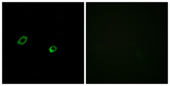 Olfactory receptor 10AG1 rabbit pAb