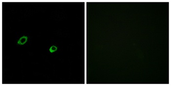 Olfactory receptor 10AG1 antibody