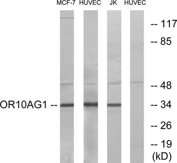Olfactory receptor 10AG1 rabbit pAb