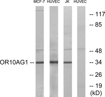 Olfactory receptor 10AG1 antibody