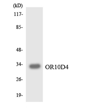Olfactory receptor 10D4 antibody