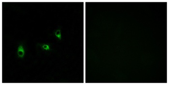 Olfactory receptor 10G2 rabbit pAb